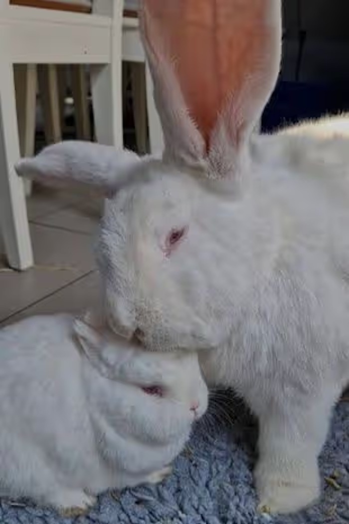 Ch&uacute; thỏ khổng lồ nặng gần 10kg sống như &ocirc;ng ho&agrave;ng trong ph&ograve;ng ngủ ri&ecirc;ng- Ảnh 3.