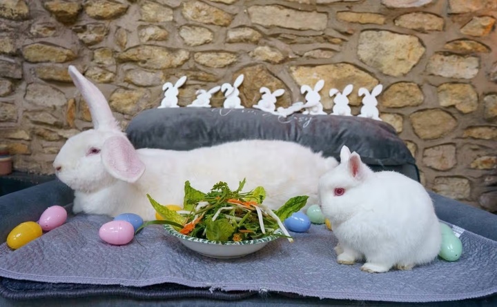 Ch&uacute; thỏ khổng lồ nặng gần 10kg sống như &ocirc;ng ho&agrave;ng trong ph&ograve;ng ngủ ri&ecirc;ng- Ảnh 2.