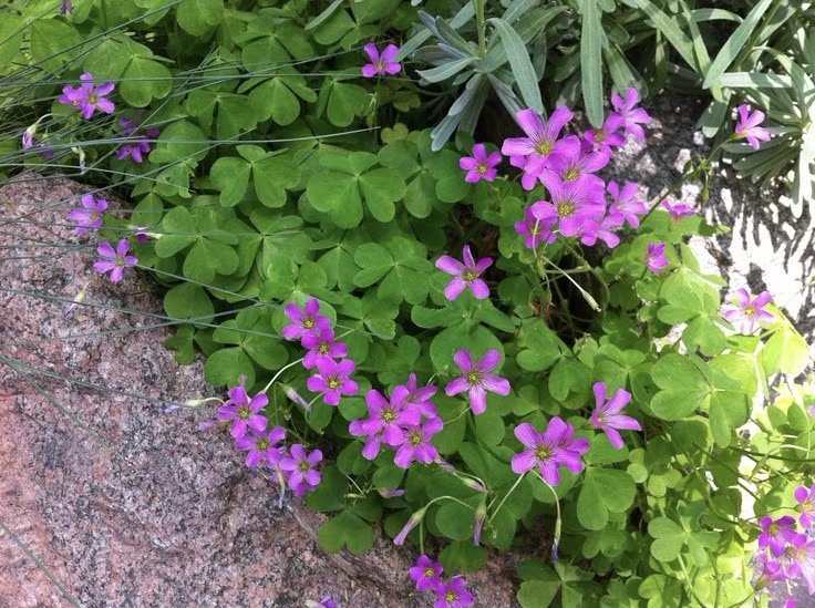 Loại rau dại quen mặt trong vườn, nấu canh chua cực ngon, h&oacute;a ra lại &ldquo;gi&agrave;u gi&aacute; trị&rdquo; cho sức khỏe- Ảnh 1.