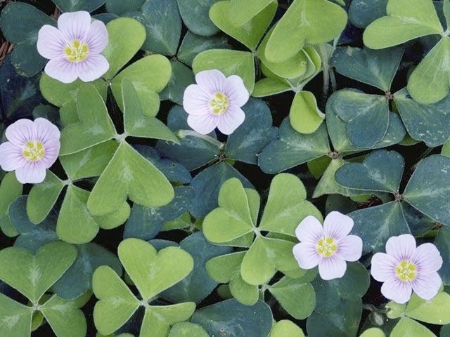 Loại rau dại quen mặt trong vườn, nấu canh chua cực ngon, h&oacute;a ra lại &ldquo;gi&agrave;u gi&aacute; trị&rdquo; cho sức khỏe- Ảnh 5.