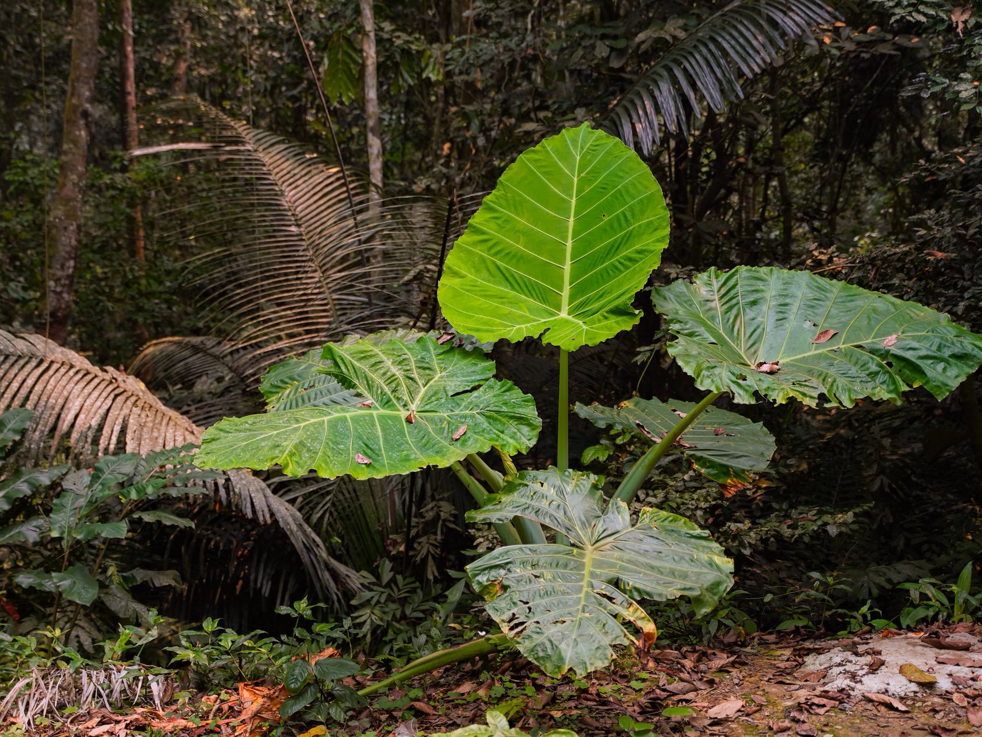 Lạc v&agrave;o "thế giới Ghibli" giữa đời thực: M&ugrave;a bướm C&uacute;c Phương rực rỡ nhất năm đ&atilde; gọi t&ecirc;n, trốn phố về rừng ngay th&ocirc;i!- Ảnh 11.