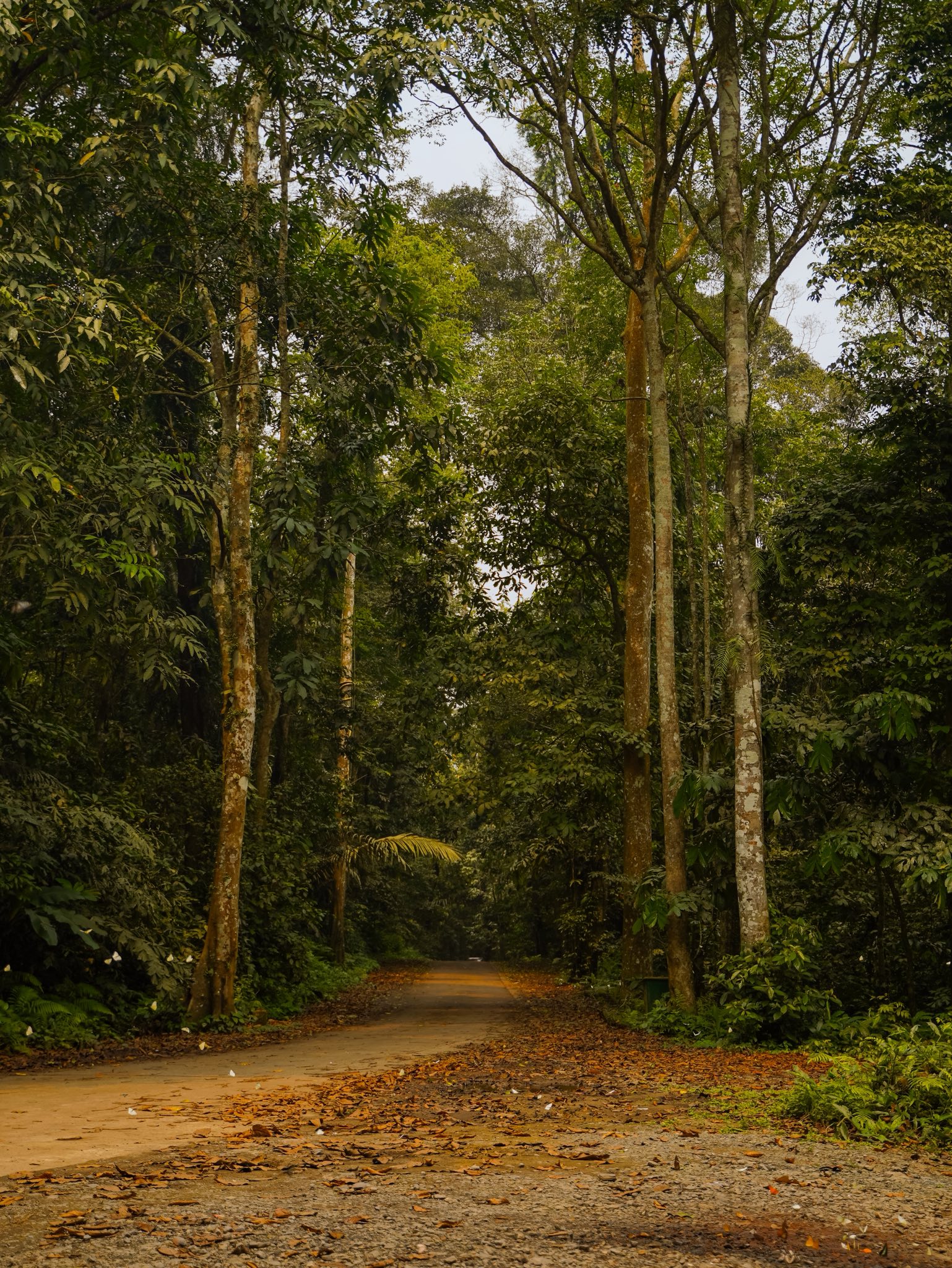 Lạc v&agrave;o "thế giới Ghibli" giữa đời thực: M&ugrave;a bướm C&uacute;c Phương rực rỡ nhất năm đ&atilde; gọi t&ecirc;n, trốn phố về rừng ngay th&ocirc;i!- Ảnh 13.