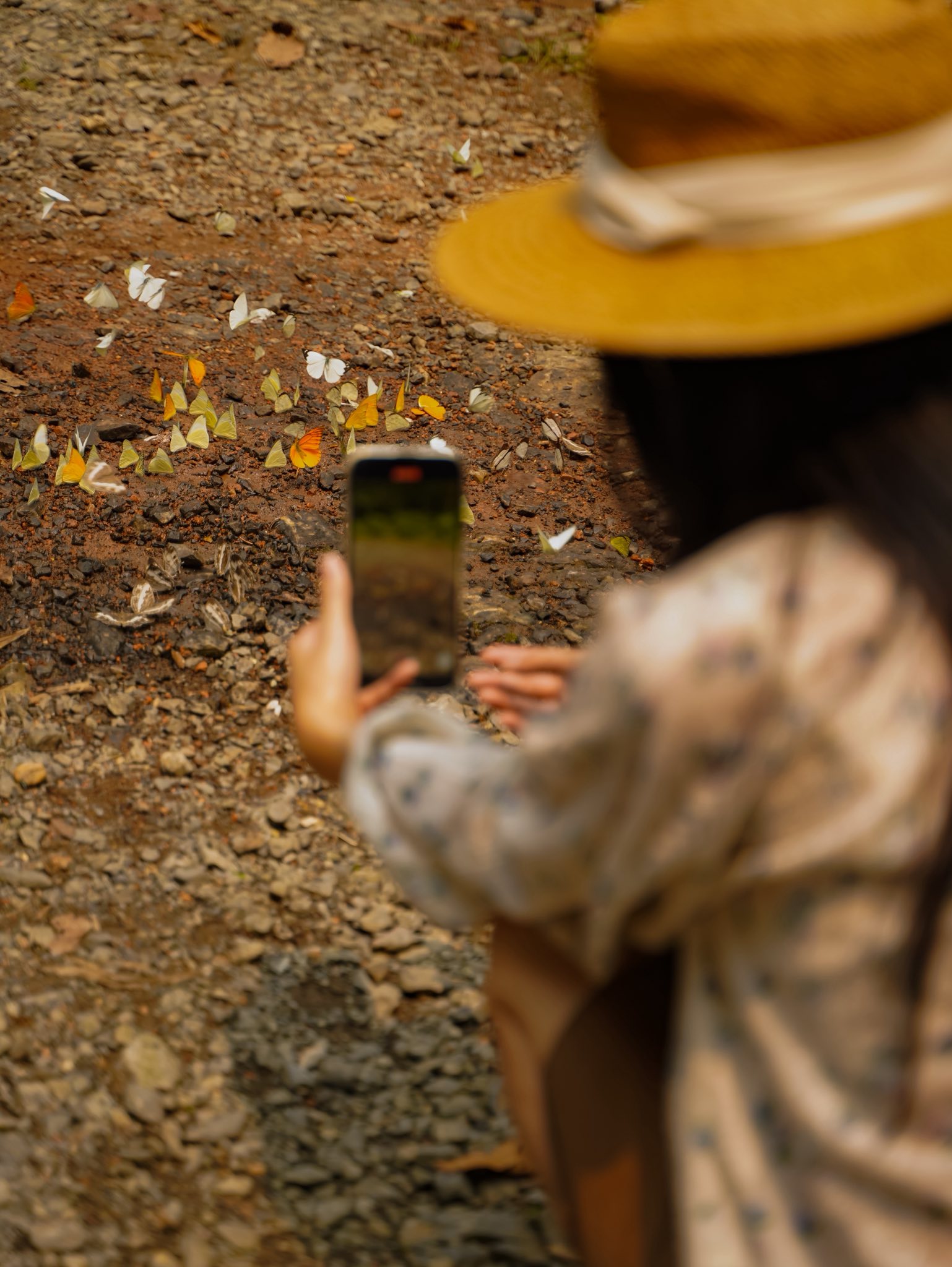 Lạc v&agrave;o "thế giới Ghibli" giữa đời thực: M&ugrave;a bướm C&uacute;c Phương rực rỡ nhất năm đ&atilde; gọi t&ecirc;n, trốn phố về rừng ngay th&ocirc;i!- Ảnh 6.