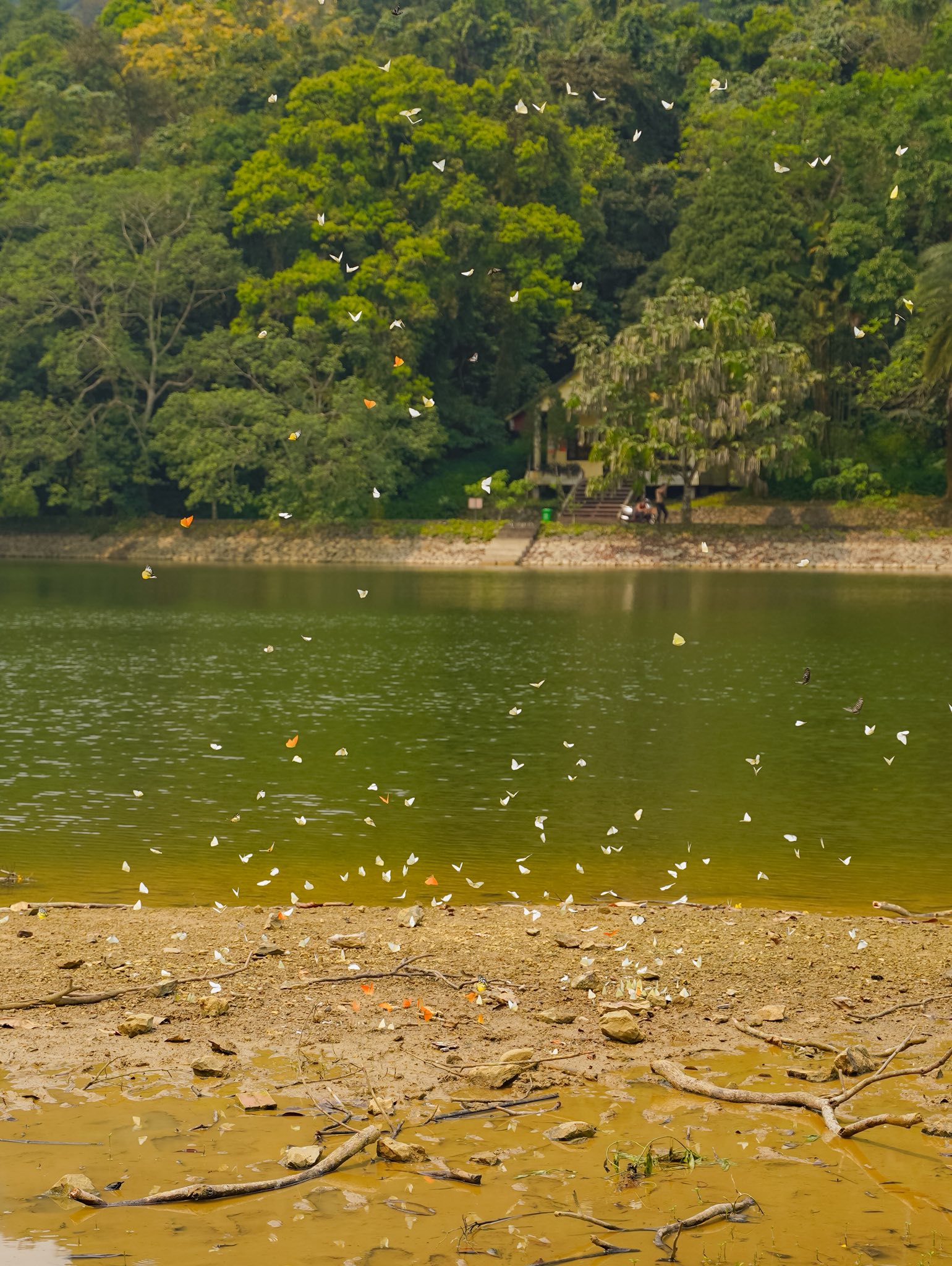 Lạc v&agrave;o "thế giới Ghibli" giữa đời thực: M&ugrave;a bướm C&uacute;c Phương rực rỡ nhất năm đ&atilde; gọi t&ecirc;n, trốn phố về rừng ngay th&ocirc;i!- Ảnh 7.