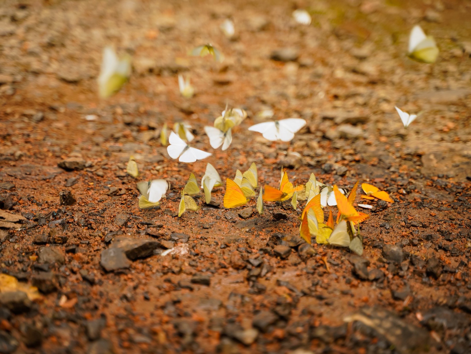 Lạc v&agrave;o "thế giới Ghibli" giữa đời thực: M&ugrave;a bướm C&uacute;c Phương rực rỡ nhất năm đ&atilde; gọi t&ecirc;n, trốn phố về rừng ngay th&ocirc;i!- Ảnh 4.