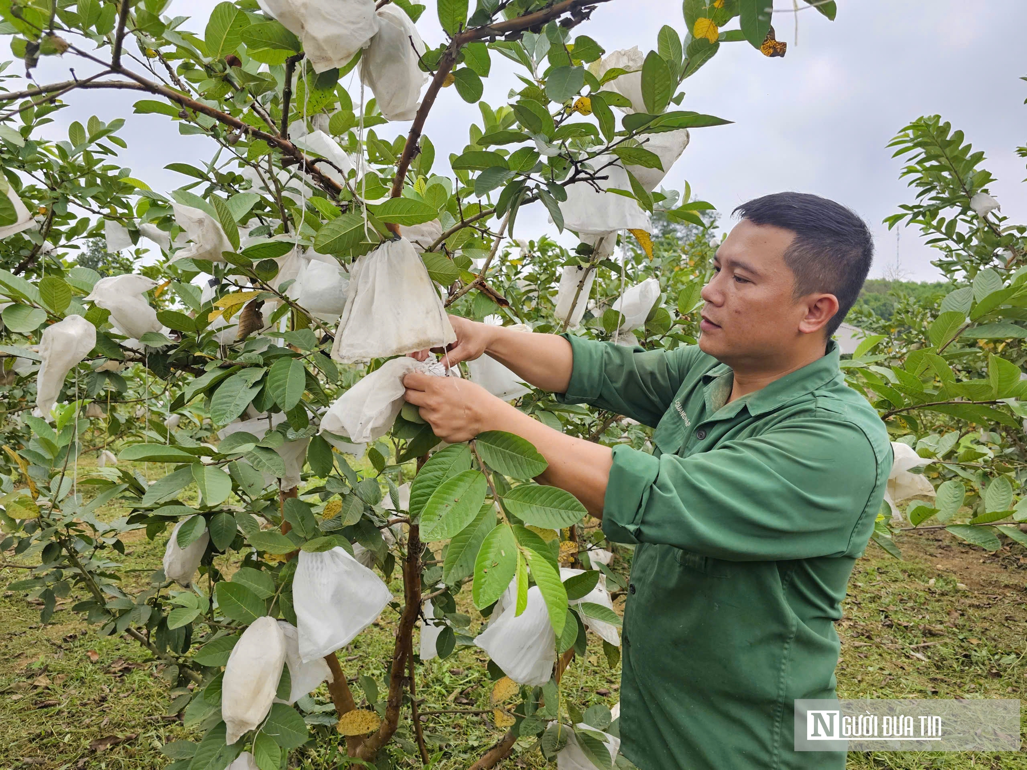 Kỹ sư rời ghế gi&aacute;m đốc ở nước ngo&agrave;i, về qu&ecirc; trồng c&acirc;y gi&agrave;u &ldquo;vitamin C&rdquo;, thu nhập tiền tỷ- Ảnh 4.