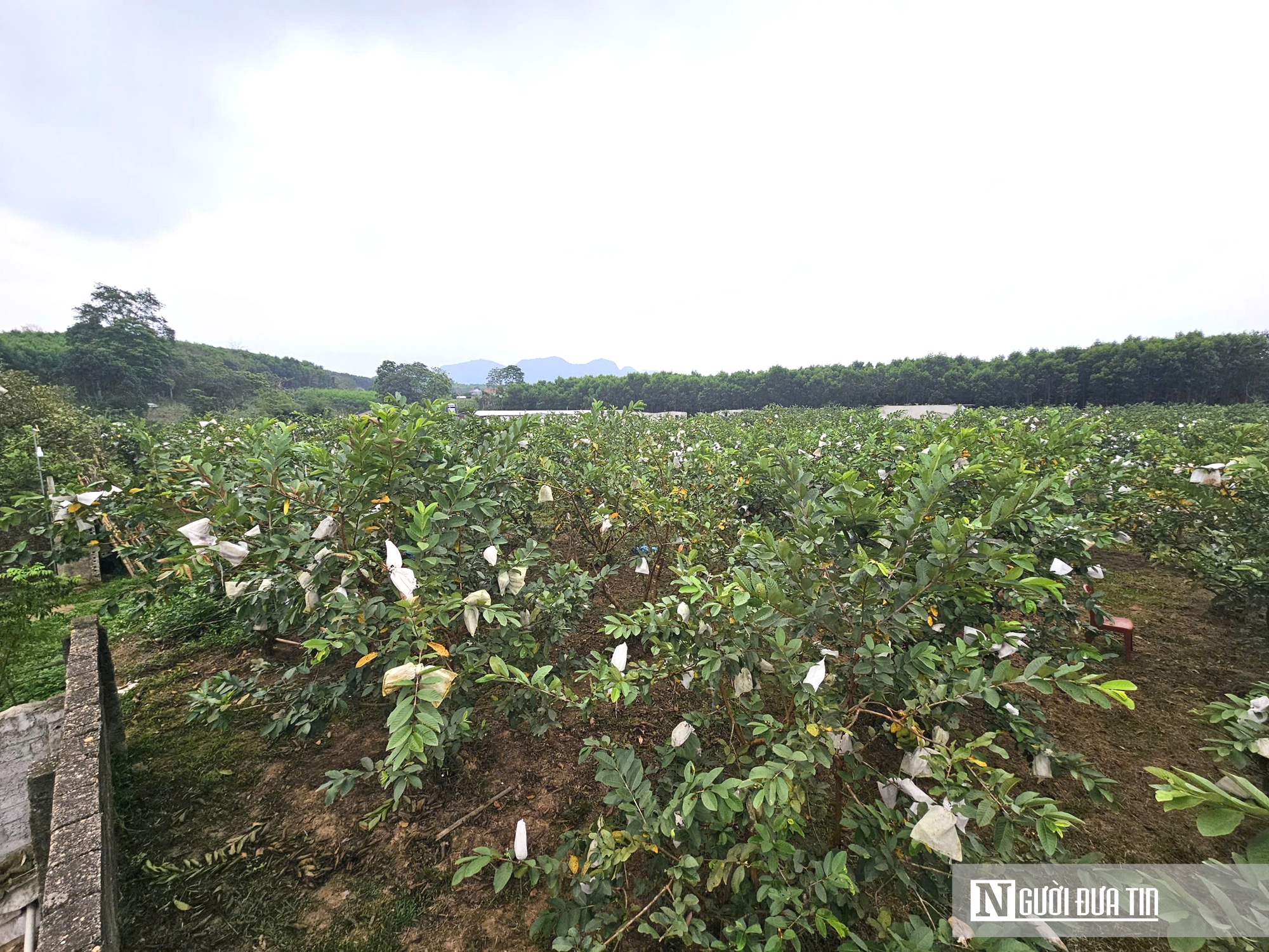 Kỹ sư rời ghế gi&aacute;m đốc ở nước ngo&agrave;i, về qu&ecirc; trồng c&acirc;y gi&agrave;u &ldquo;vitamin C&rdquo;, thu nhập tiền tỷ- Ảnh 5.
