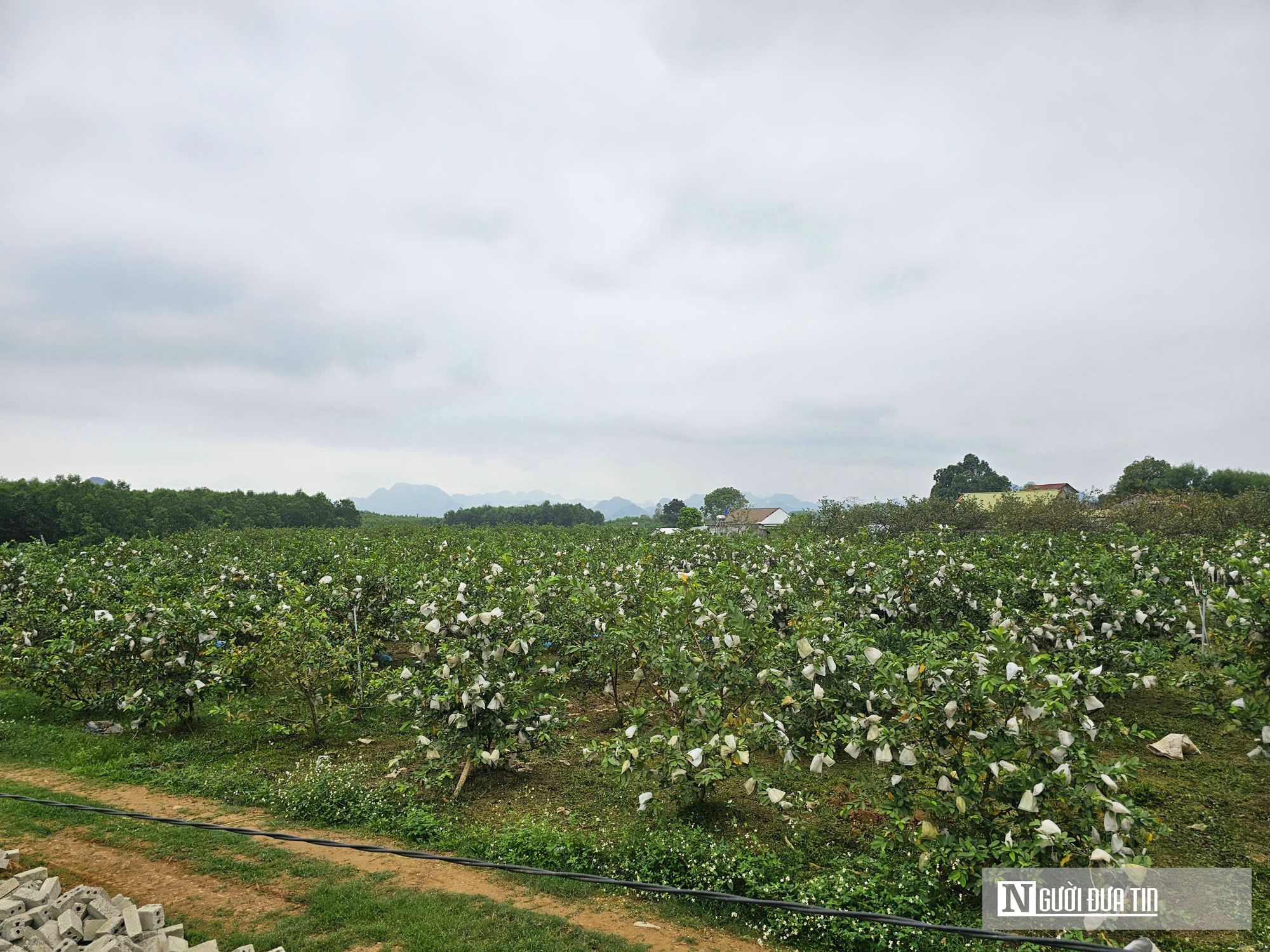 Kỹ sư rời ghế gi&aacute;m đốc ở nước ngo&agrave;i, về qu&ecirc; trồng c&acirc;y gi&agrave;u &ldquo;vitamin C&rdquo;, thu nhập tiền tỷ- Ảnh 6.