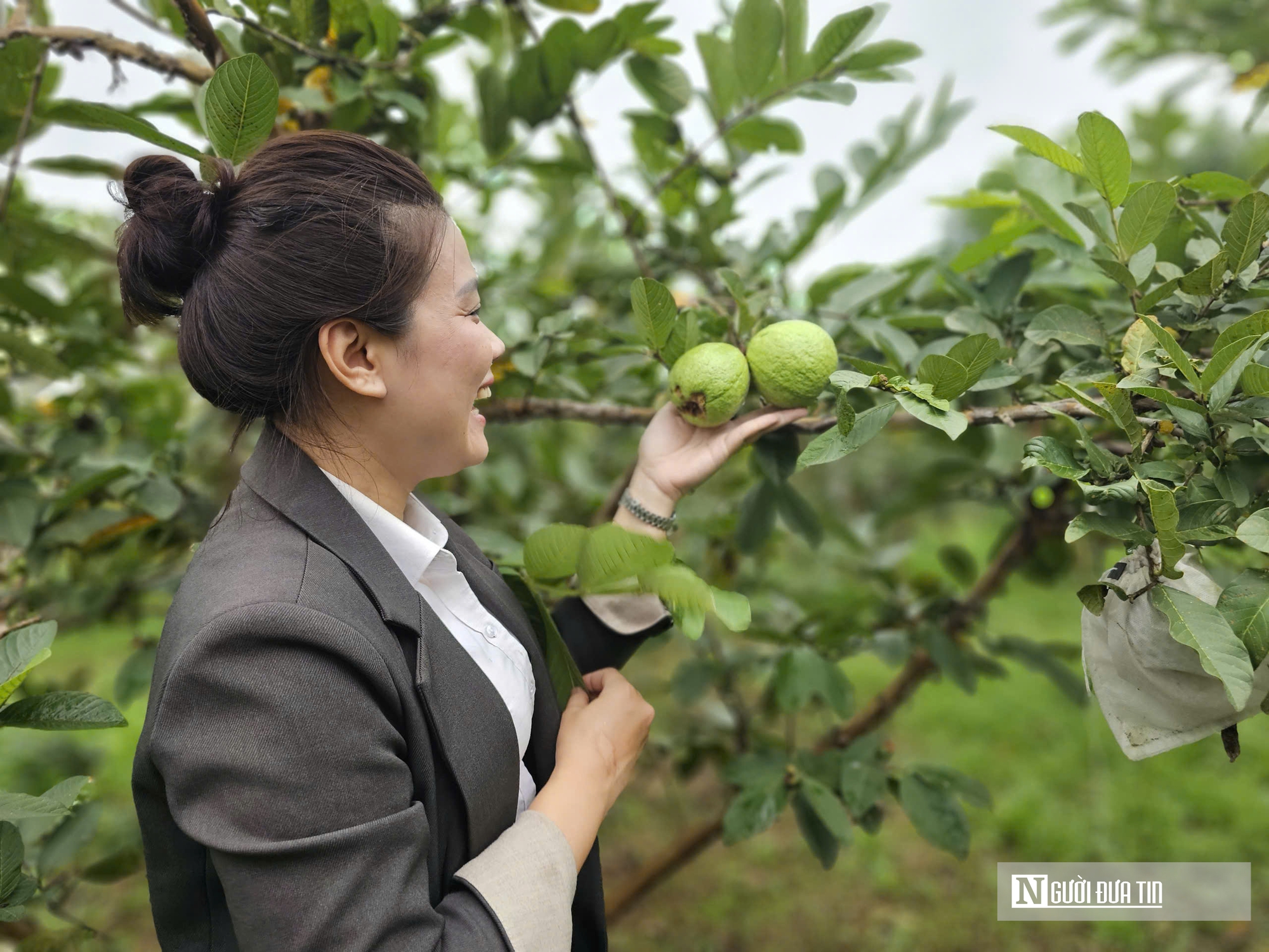 Kỹ sư rời ghế gi&aacute;m đốc ở nước ngo&agrave;i, về qu&ecirc; trồng c&acirc;y gi&agrave;u &ldquo;vitamin C&rdquo;, thu nhập tiền tỷ- Ảnh 10.
