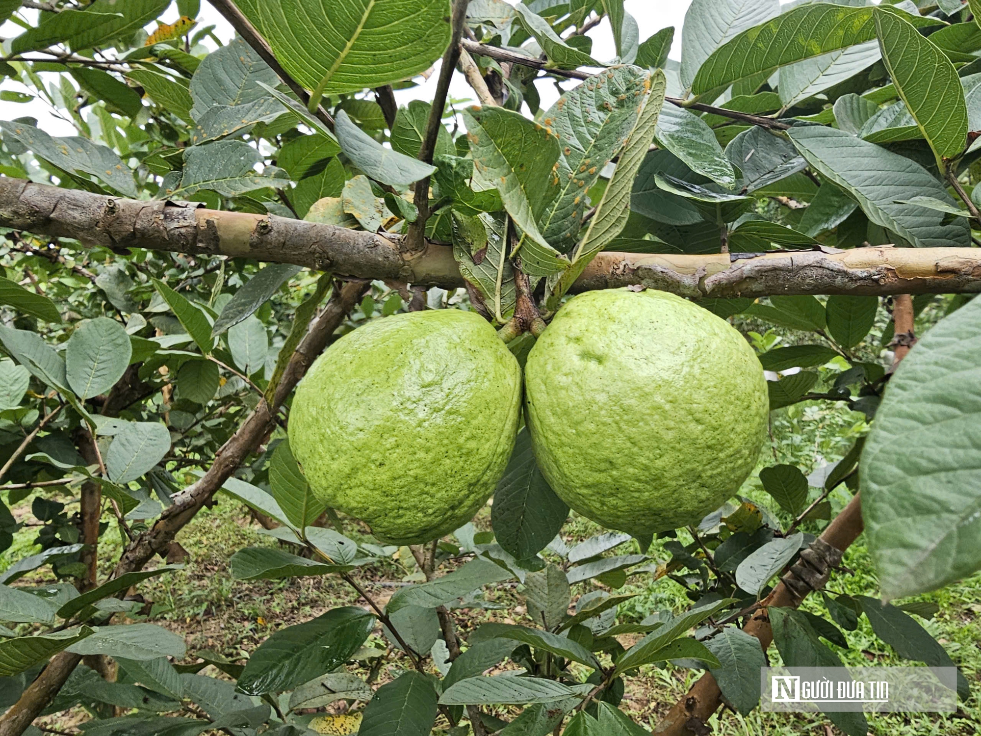 Kỹ sư rời ghế gi&aacute;m đốc ở nước ngo&agrave;i, về qu&ecirc; trồng c&acirc;y gi&agrave;u &ldquo;vitamin C&rdquo;, thu nhập tiền tỷ- Ảnh 11.