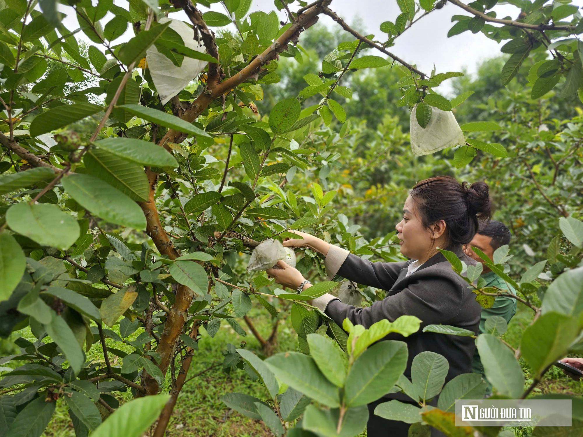 Kỹ sư rời ghế gi&aacute;m đốc ở nước ngo&agrave;i, về qu&ecirc; trồng c&acirc;y gi&agrave;u &ldquo;vitamin C&rdquo;, thu nhập tiền tỷ- Ảnh 16.