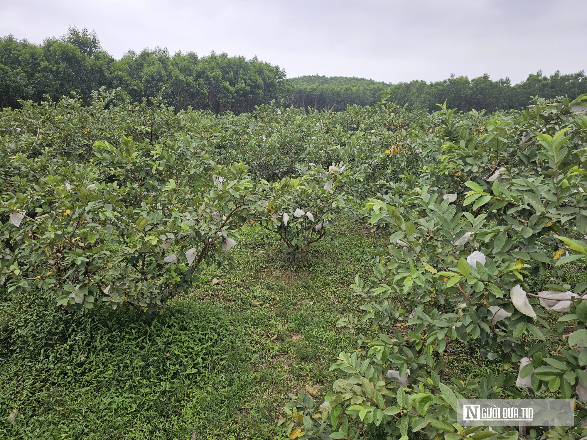 Kỹ sư rời ghế gi&aacute;m đốc ở nước ngo&agrave;i, về qu&ecirc; trồng c&acirc;y gi&agrave;u &ldquo;vitamin C&rdquo;, thu nhập tiền tỷ- Ảnh 2.