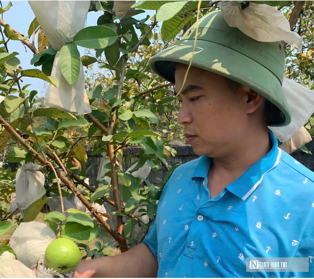 Kỹ sư rời ghế gi&aacute;m đốc ở nước ngo&agrave;i, về qu&ecirc; trồng c&acirc;y gi&agrave;u &ldquo;vitamin C&rdquo;, thu nhập tiền tỷ- Ảnh 3.