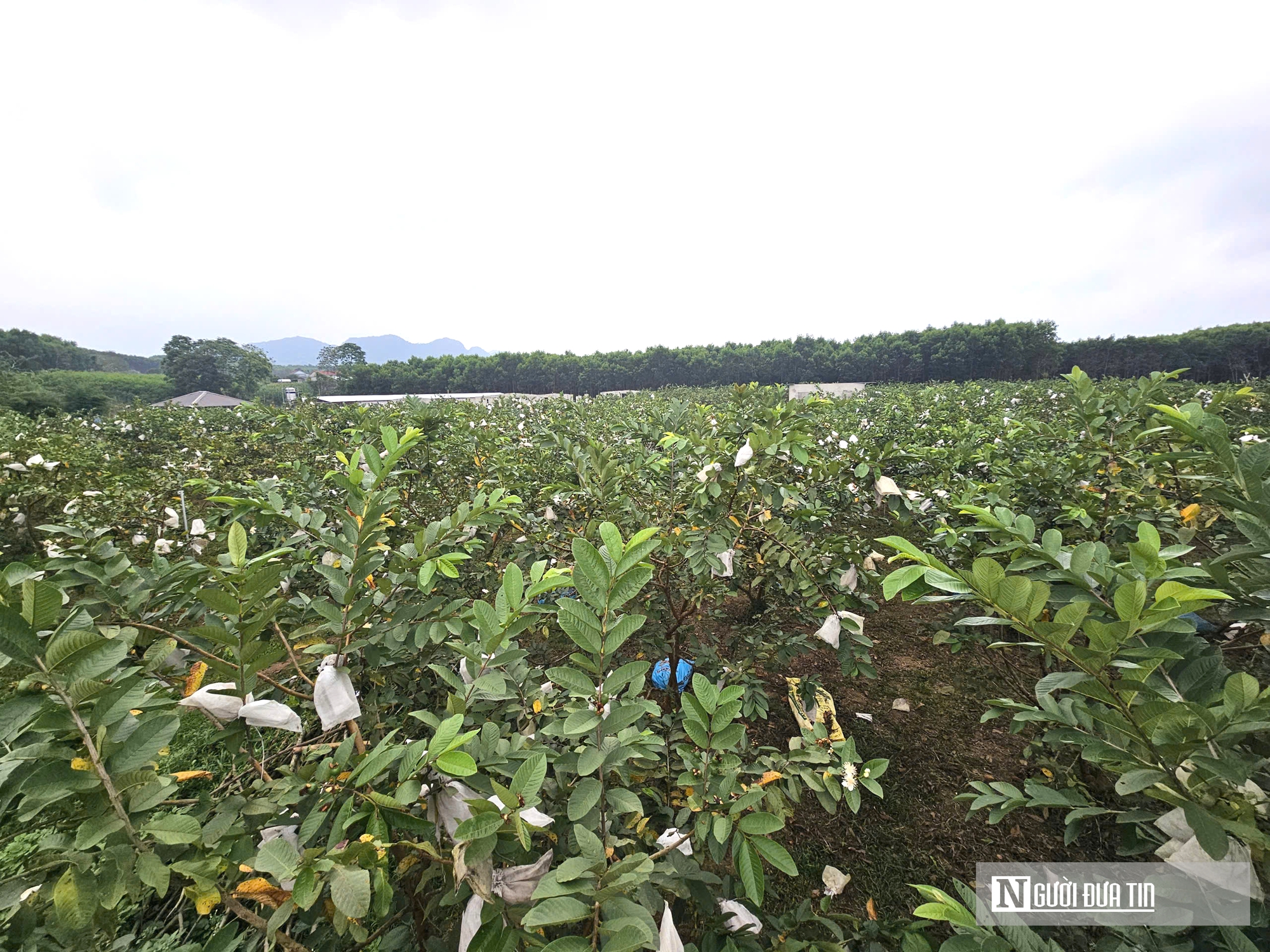 Kỹ sư rời ghế gi&aacute;m đốc ở nước ngo&agrave;i, về qu&ecirc; trồng c&acirc;y gi&agrave;u &ldquo;vitamin C&rdquo;, thu nhập tiền tỷ- Ảnh 15.