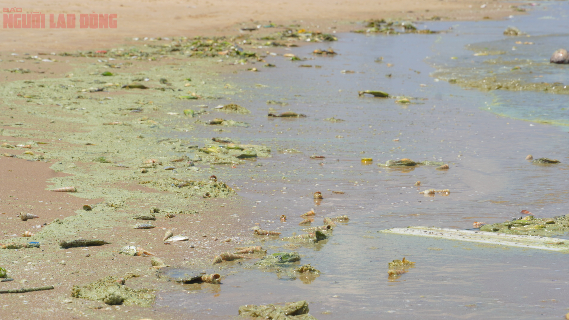 Hình ảnh biển Bãi Sau Vũng Tàu chuyển màu "xanh như matcha", du khách lo ngại- Ảnh 1. Hình ảnh biển Bãi Sau Vũng Tàu chuyển màu "xanh như matcha", du khách lo ngại- Ảnh 1.