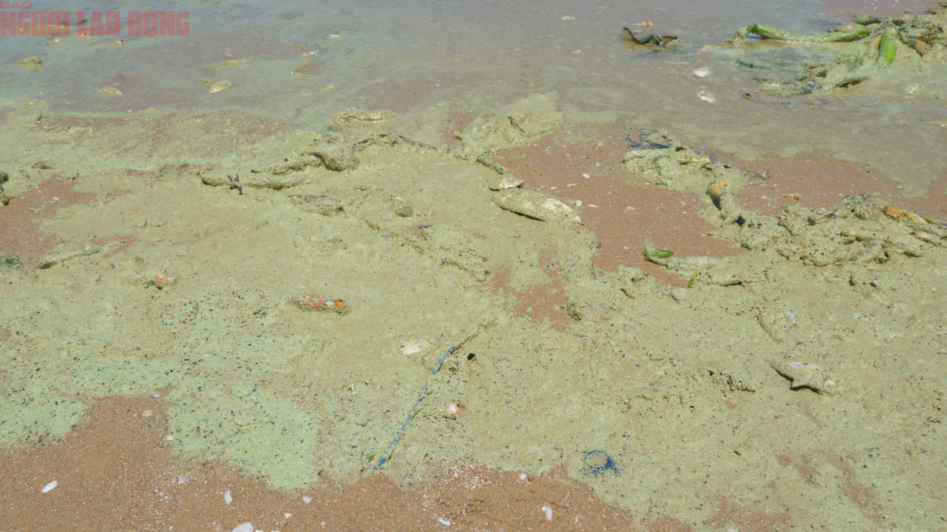 Hình ảnh biển Bãi Sau Vũng Tàu chuyển màu "xanh như matcha", du khách lo ngại- Ảnh 2. Hình ảnh biển Bãi Sau Vũng Tàu chuyển màu "xanh như matcha", du khách lo ngại- Ảnh 2.