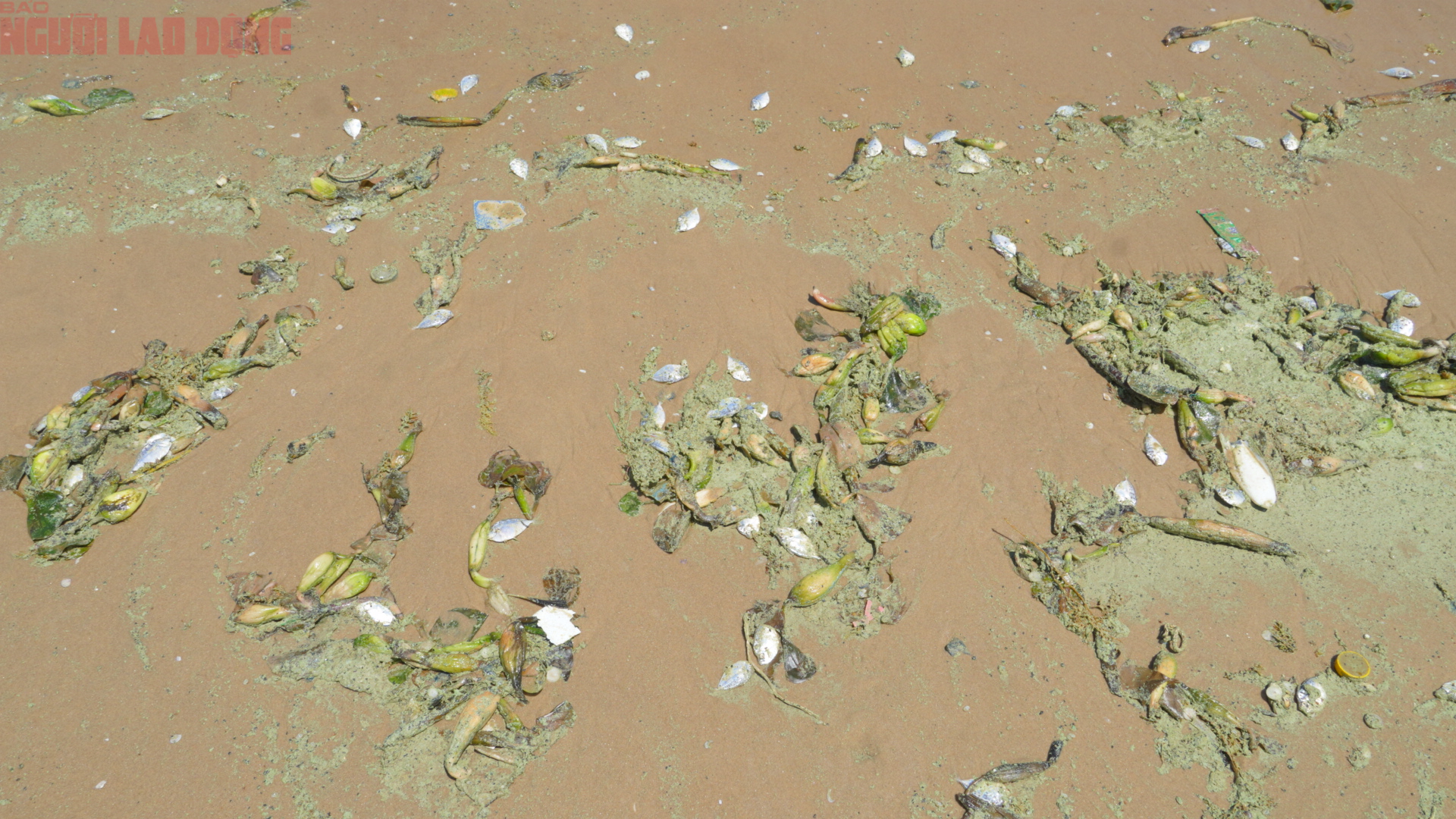 Hình ảnh biển Bãi Sau Vũng Tàu chuyển màu "xanh như matcha", du khách lo ngại- Ảnh 4. Hình ảnh biển Bãi Sau Vũng Tàu chuyển màu "xanh như matcha", du khách lo ngại- Ảnh 4.