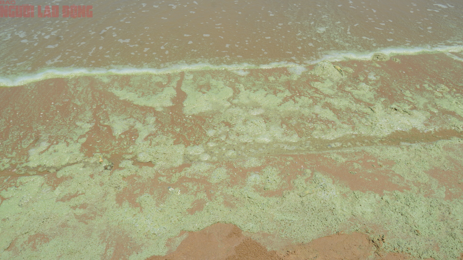 Hình ảnh biển Bãi Sau Vũng Tàu chuyển màu "xanh như matcha", du khách lo ngại- Ảnh 7. Hình ảnh biển Bãi Sau Vũng Tàu chuyển màu "xanh như matcha", du khách lo ngại- Ảnh 7.