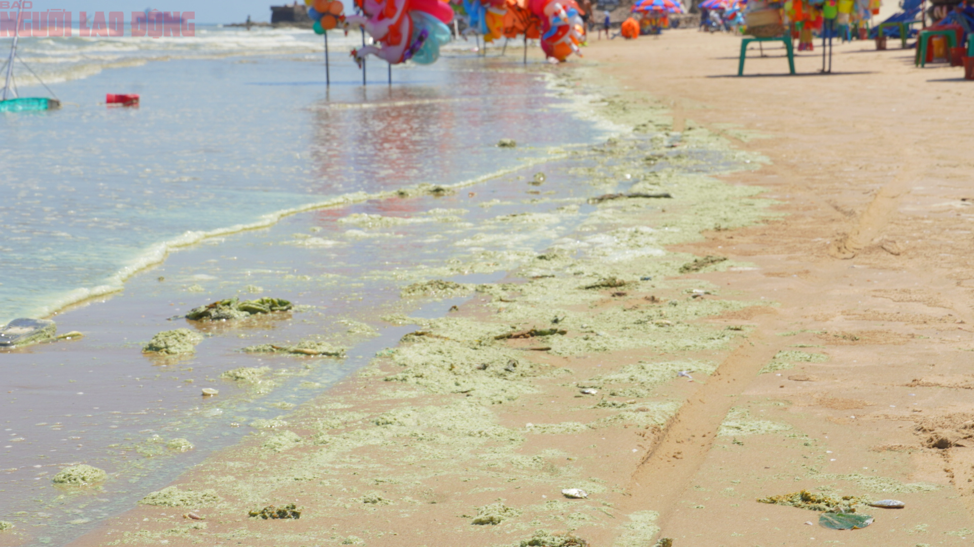 Hình ảnh biển Bãi Sau Vũng Tàu chuyển màu "xanh như matcha", du khách lo ngại- Ảnh 11. Hình ảnh biển Bãi Sau Vũng Tàu chuyển màu "xanh như matcha", du khách lo ngại- Ảnh 11.