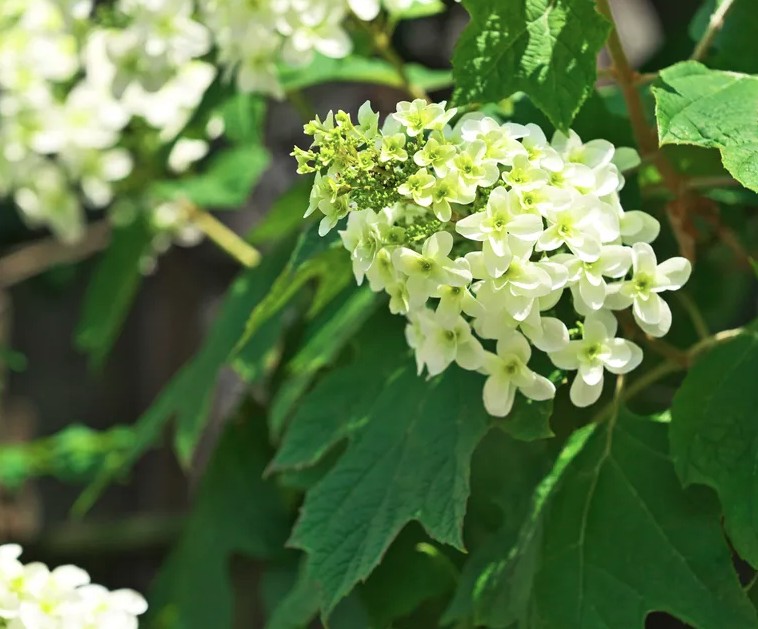 5 loại c&acirc;y kh&ocirc;ng được cắt tỉa l&uacute;c n&agrave;y- Ảnh 5.