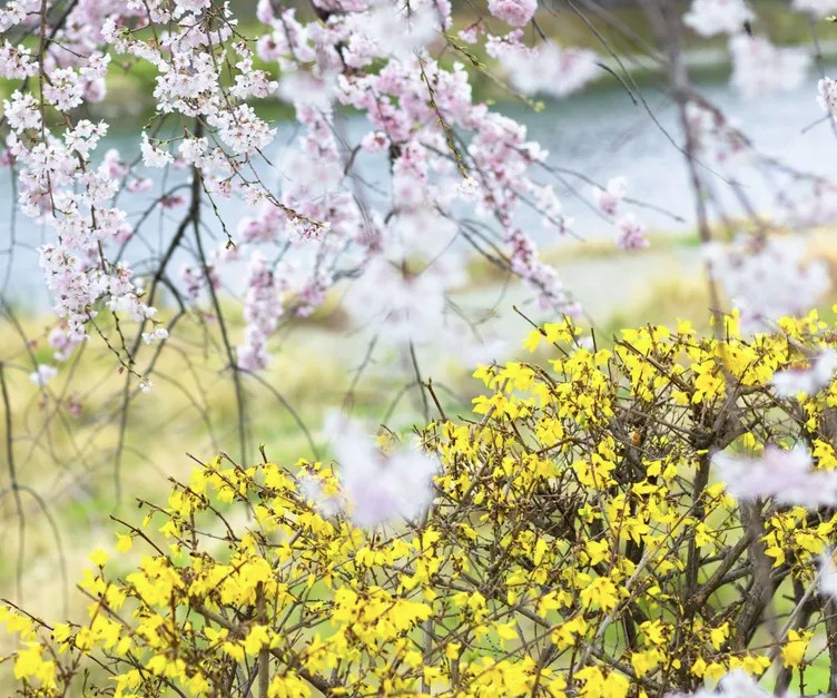 5 loại c&acirc;y kh&ocirc;ng được cắt tỉa l&uacute;c n&agrave;y- Ảnh 1.