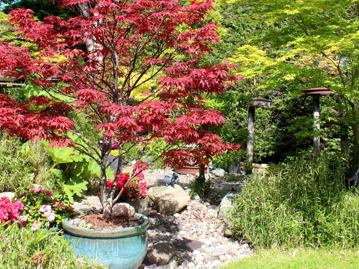 5 loại c&acirc;y kh&ocirc;ng được cắt tỉa l&uacute;c n&agrave;y- Ảnh 4.