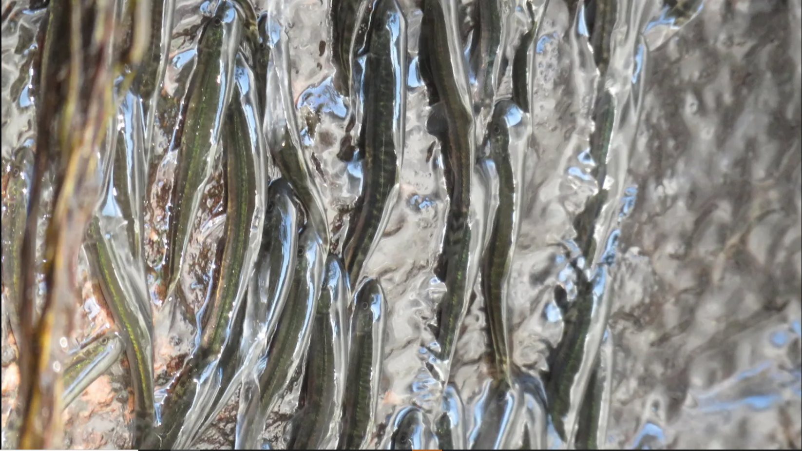 Lần đầu ghi nhận hiện tượng h&agrave;ng ng&agrave;n con c&aacute; leo v&aacute;ch th&aacute;c thẳng đứng cao 15m suốt 10 giờ: L&yacute; do l&agrave; g&igrave;?- Ảnh 4.