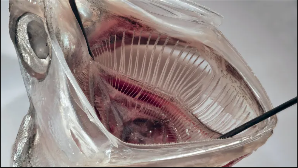 Lần đầu ghi nhận hiện tượng h&agrave;ng ng&agrave;n con c&aacute; leo v&aacute;ch th&aacute;c thẳng đứng cao 15m suốt 10 giờ: L&yacute; do l&agrave; g&igrave;?- Ảnh 2.