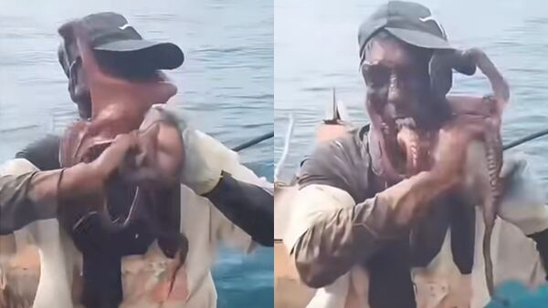 Ngư dân bị bạch tuộc "nuốt chửng" toàn bộ khuôn mặt, 8 xúc tu siết chặt như phim kinh dị- Ảnh 1. Ngư dân bị bạch tuộc "nuốt chửng" toàn bộ khuôn mặt, 8 xúc tu siết chặt như phim kinh dị- Ảnh 1.