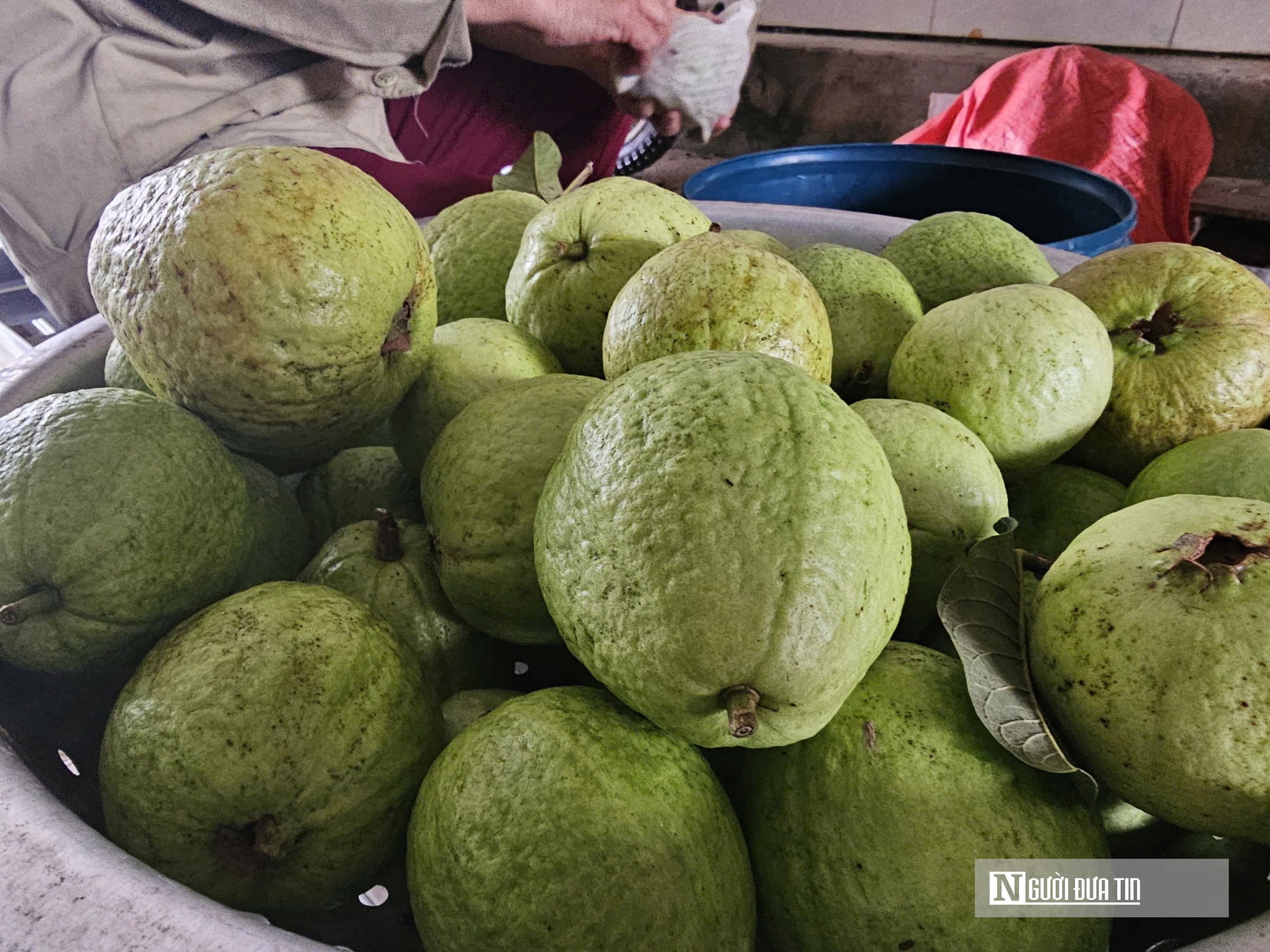 Kỹ sư rời ghế gi&aacute;m đốc ở nước ngo&agrave;i, về qu&ecirc; trồng c&acirc;y gi&agrave;u &ldquo;vitamin C&rdquo;, thu nhập tiền tỷ- Ảnh 12.