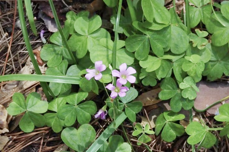 Loại rau dại quen mặt trong vườn, nấu canh chua cực ngon, h&oacute;a ra lại &ldquo;gi&agrave;u gi&aacute; trị&rdquo; cho sức khỏe- Ảnh 4.