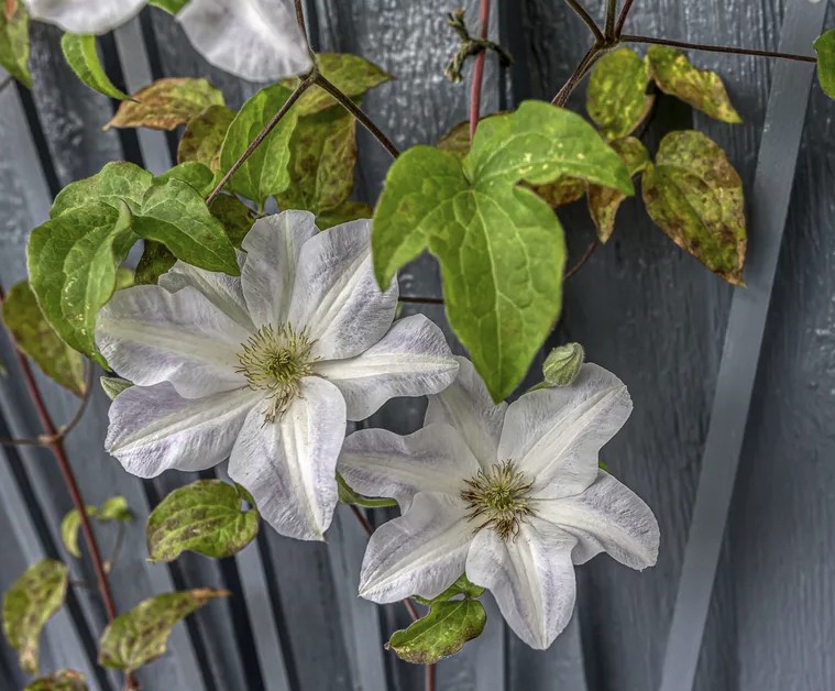 5 loại c&acirc;y kh&ocirc;ng được cắt tỉa l&uacute;c n&agrave;y- Ảnh 2.