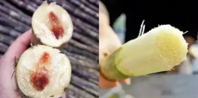 Loại thức ăn n&agrave;y độc hơn cả rắn v&agrave;o dịp Tết Thanh Minh!- Ảnh 1.