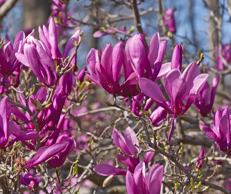 5 loại c&acirc;y kh&ocirc;ng được cắt tỉa l&uacute;c n&agrave;y- Ảnh 3.