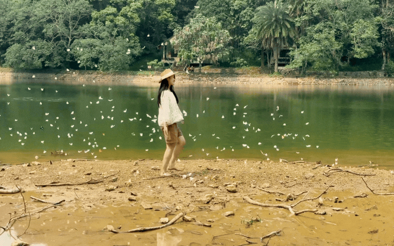 Lạc v&agrave;o "thế giới Ghibli" giữa đời thực: M&ugrave;a bướm C&uacute;c Phương rực rỡ nhất năm đ&atilde; gọi t&ecirc;n, trốn phố về rừng ngay th&ocirc;i!- Ảnh 1.