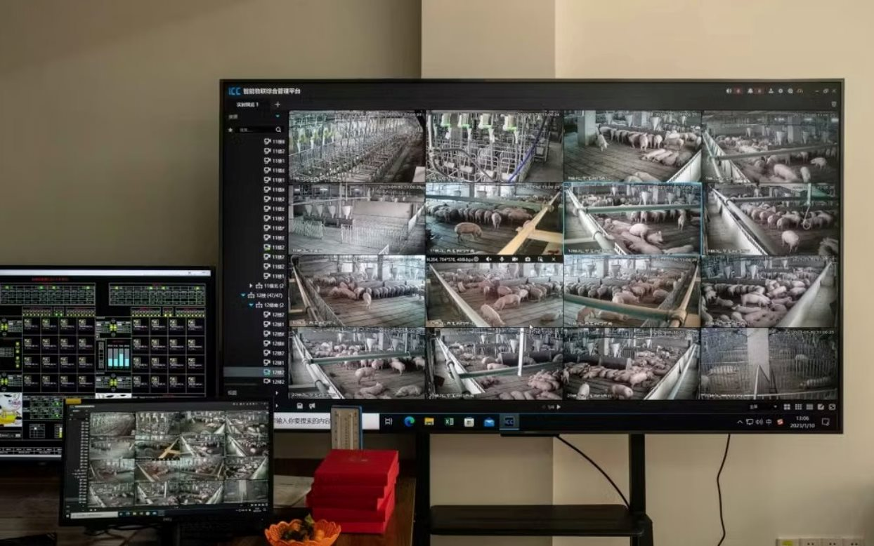 60 tấn thịt lợn &aacute;m ảnh quốc gia gi&agrave;u nhất ch&acirc;u &Aacute;: Nhiều n&ocirc;ng hộ đang lỗ 1 triệu đồng/con, dư thừa h&agrave;ng loạt 'chung cư lợn'- Ảnh 3.