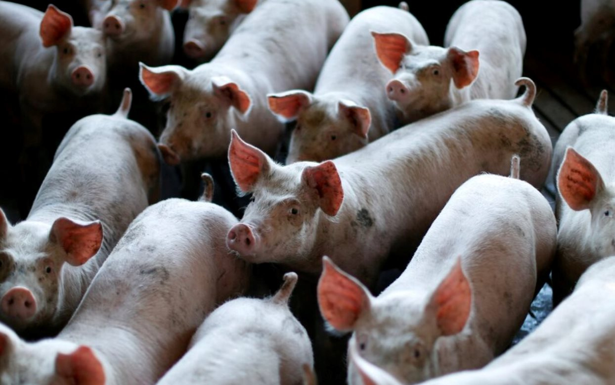 60 tấn thịt lợn &aacute;m ảnh quốc gia gi&agrave;u nhất ch&acirc;u &Aacute;: Nhiều n&ocirc;ng hộ đang lỗ 1 triệu đồng/con, dư thừa h&agrave;ng loạt 'chung cư lợn'- Ảnh 4.