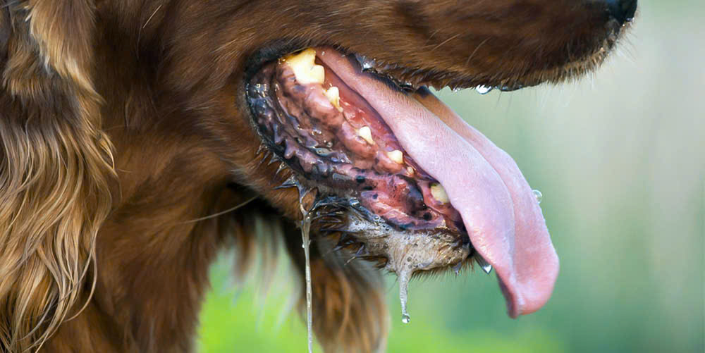 Người đàn ông nguy kịch sau gần 1 năm bị chó con cắn- Ảnh 1. Người đàn ông nguy kịch sau gần 1 năm bị chó con cắn- Ảnh 1.