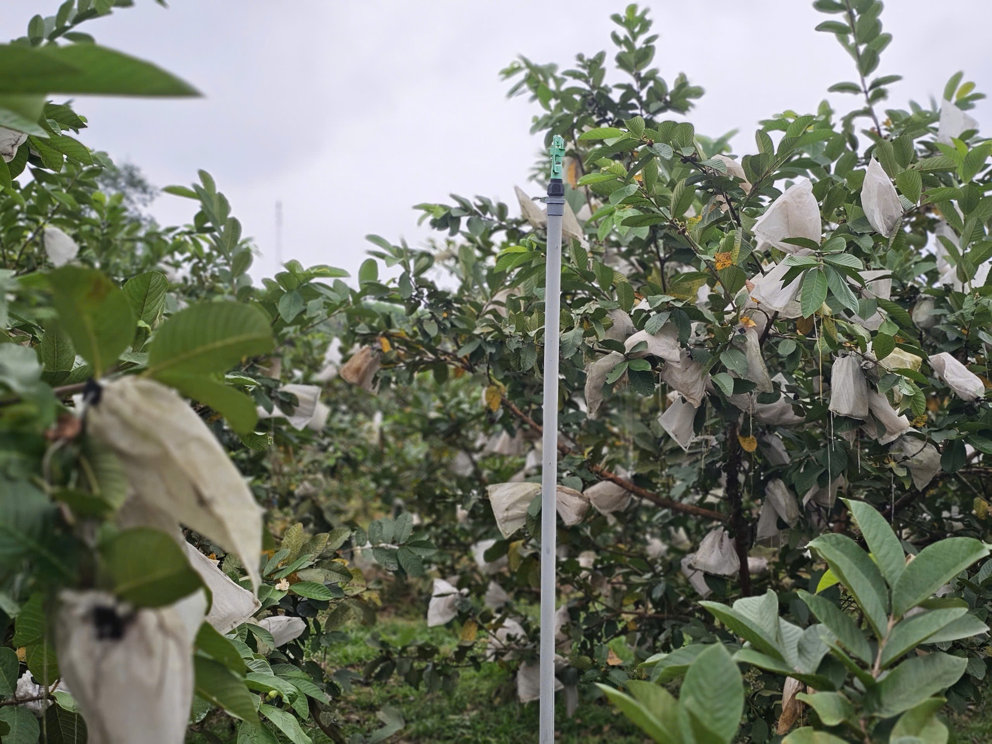 Kỹ sư rời ghế gi&aacute;m đốc ở nước ngo&agrave;i, về qu&ecirc; trồng c&acirc;y gi&agrave;u &ldquo;vitamin C&rdquo;, thu nhập tiền tỷ- Ảnh 9.