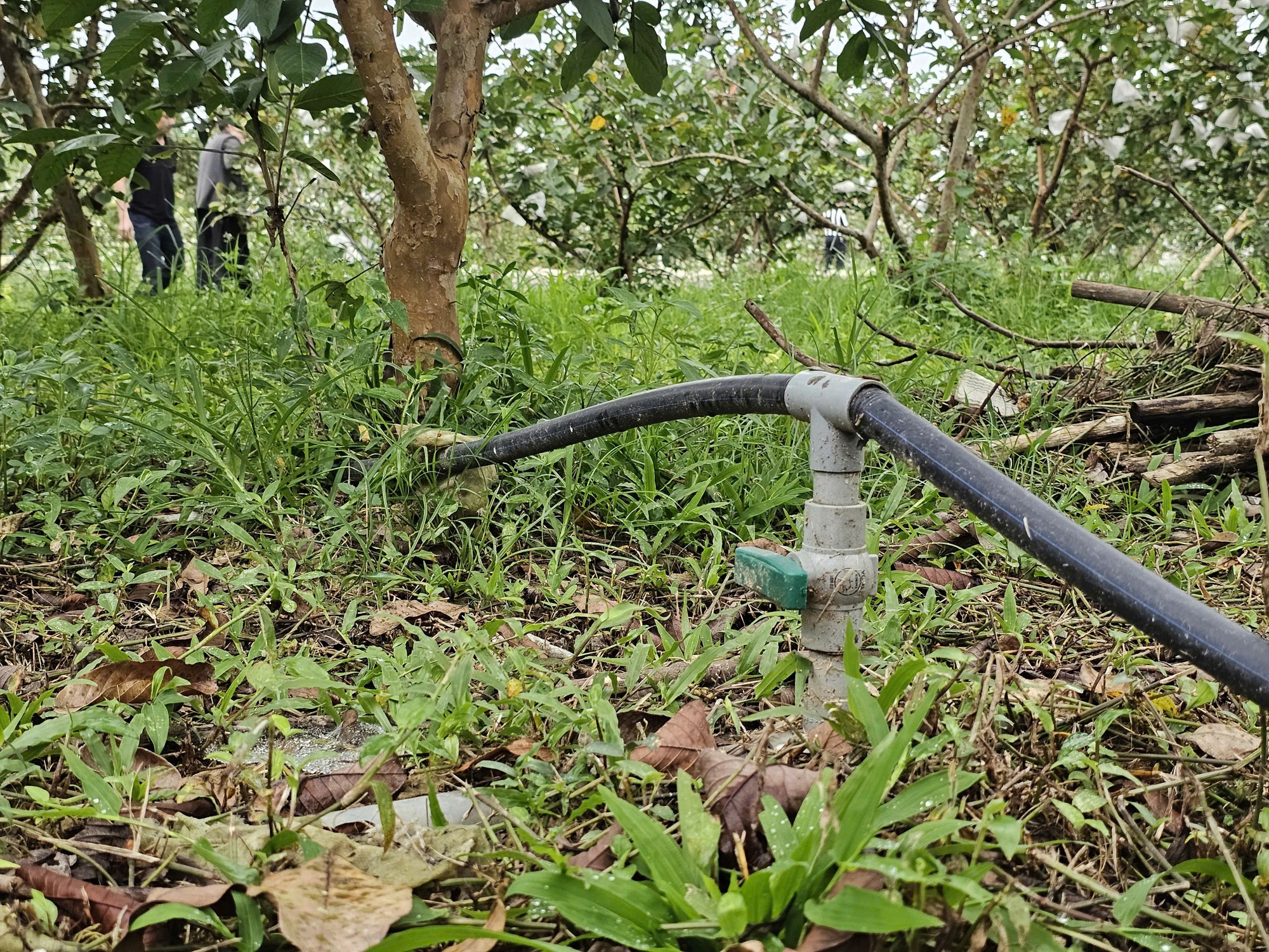 Kỹ sư rời ghế gi&aacute;m đốc ở nước ngo&agrave;i, về qu&ecirc; trồng c&acirc;y gi&agrave;u &ldquo;vitamin C&rdquo;, thu nhập tiền tỷ- Ảnh 7.