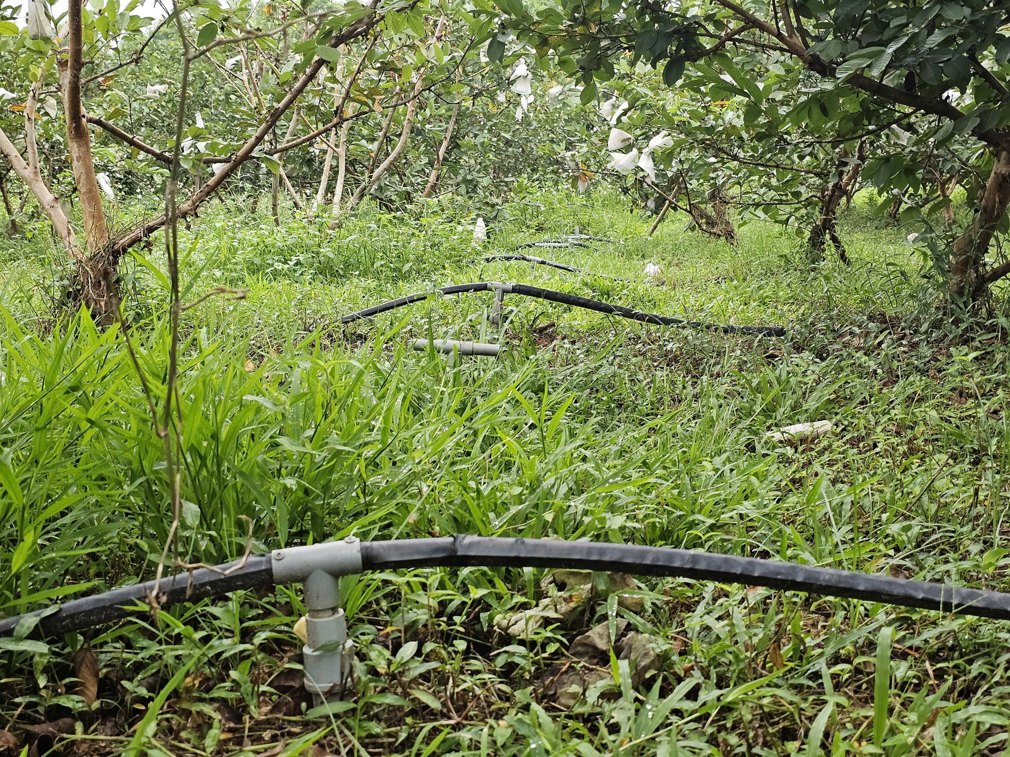 Kỹ sư rời ghế gi&aacute;m đốc ở nước ngo&agrave;i, về qu&ecirc; trồng c&acirc;y gi&agrave;u &ldquo;vitamin C&rdquo;, thu nhập tiền tỷ- Ảnh 8.