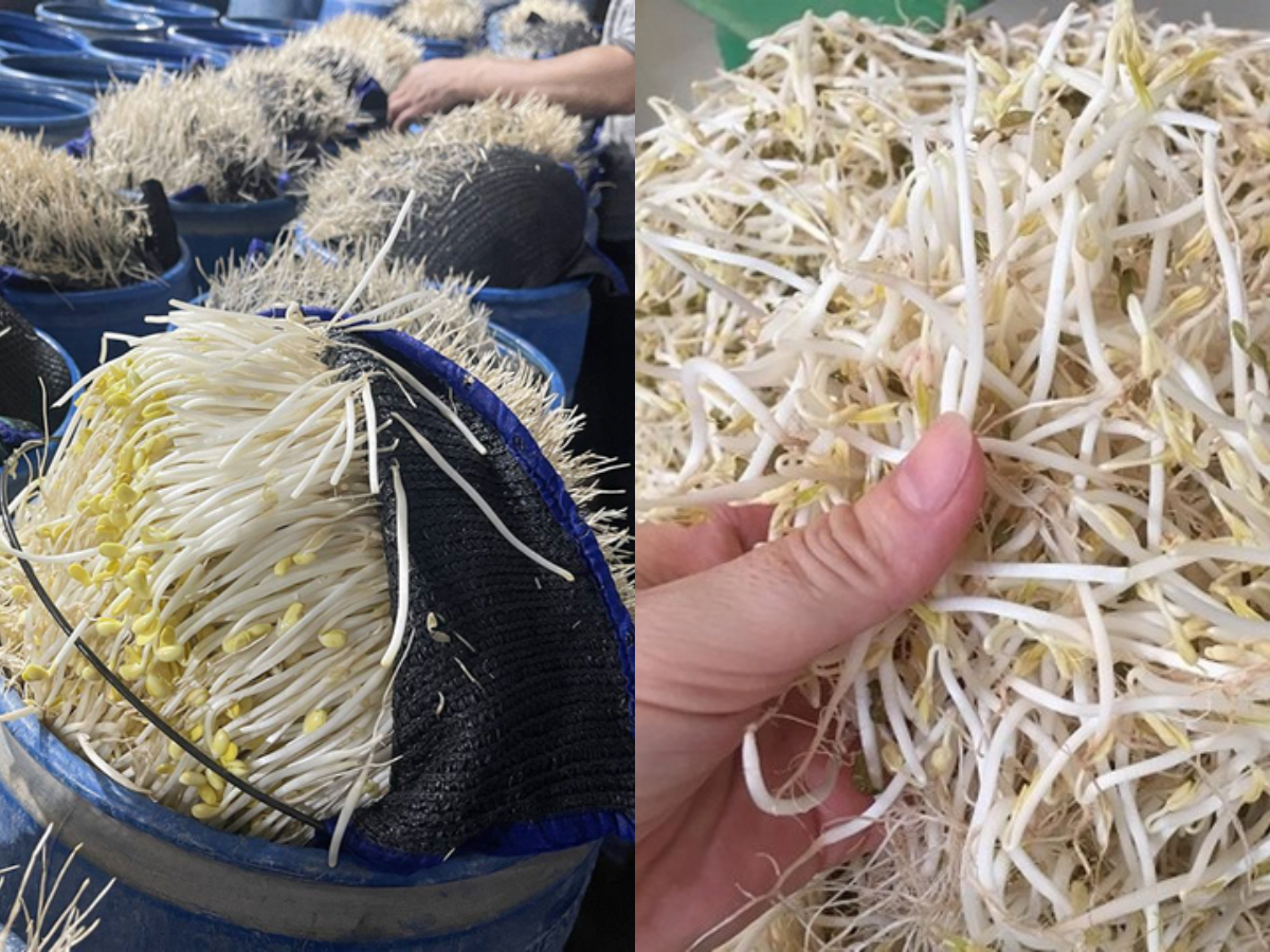 510 tấn gi&aacute; đỗ "ngậm" chất độc 6-Benzylaminopurine chờ tuồn ra chợ đầu mối: Chuy&ecirc;n gia cảnh b&aacute;o t&aacute;c hại v&agrave; c&aacute;ch chọn gi&aacute; đỗ "sạch"- Ảnh 4.