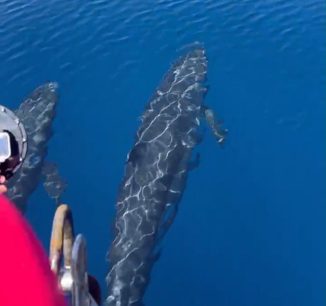 Đ&agrave;n c&aacute; voi cả trăm con tung m&igrave;nh giữa biển Ph&uacute; Qu&yacute;- Ảnh 1.