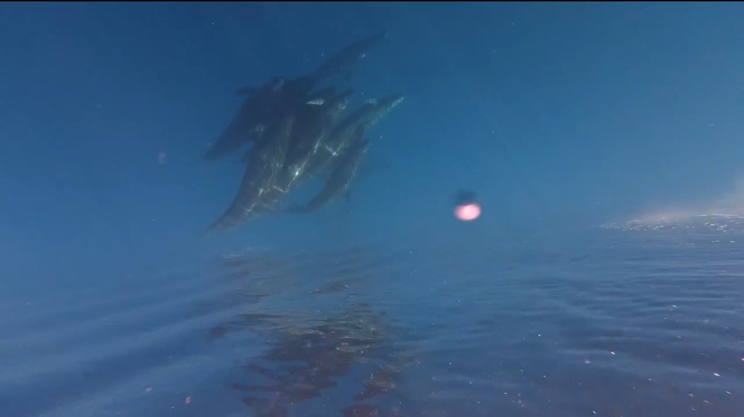 Đ&agrave;n c&aacute; voi cả trăm con tung m&igrave;nh giữa biển Ph&uacute; Qu&yacute;- Ảnh 2.