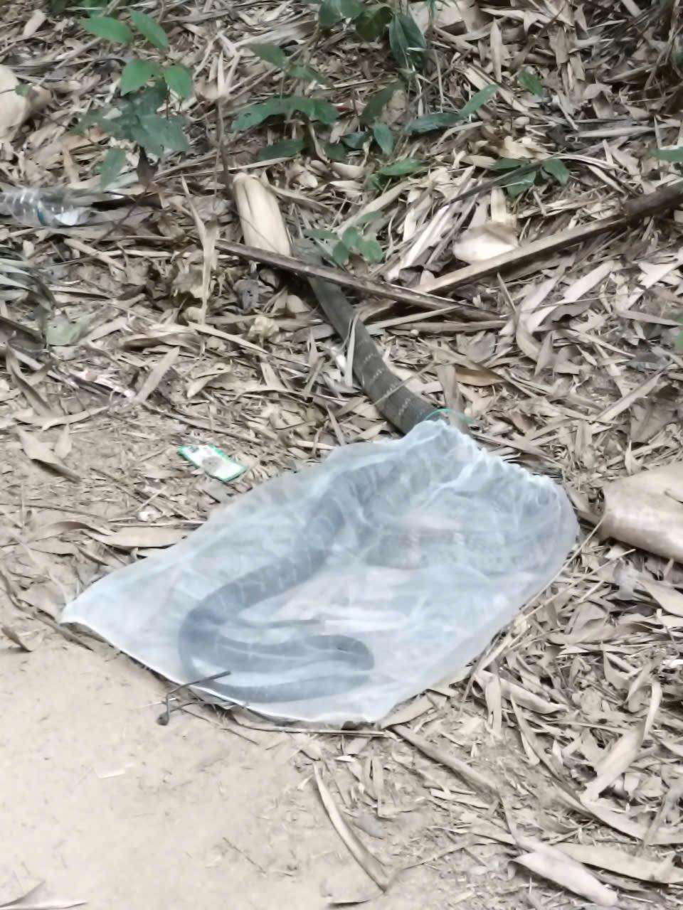 Anh nông dân SN 1990 hốt hoảng bắt gặp 'vị khách' chứa chất kịch độc trong vườn: Công an lập tức xuất hiện gây ngỡ ngàng- Ảnh 3. Anh nông dân SN 1990 hốt hoảng bắt gặp 'vị khách' chứa chất kịch độc trong vườn: Công an lập tức xuất hiện gây ngỡ ngàng- Ảnh 3.