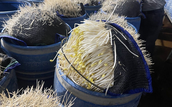 510 tấn gi&aacute; đỗ 