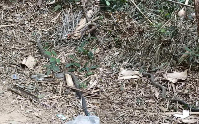 Anh nông dân SN 1990 hốt hoảng bắt gặp 'vị khách' chứa chất kịch độc trong vườn: Công an lập tức xuất hiện gây ngỡ ngàng- Ảnh 1. Anh nông dân SN 1990 hốt hoảng bắt gặp 'vị khách' chứa chất kịch độc trong vườn: Công an lập tức xuất hiện gây ngỡ ngàng- Ảnh 1.