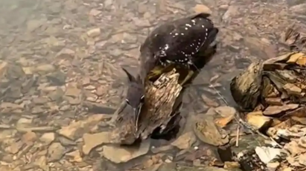 Lo&agrave;i chim b&iacute; ẩn nhất thế giới, chỉ c&ograve;n lại 1.000 c&aacute; thể- Ảnh 2.