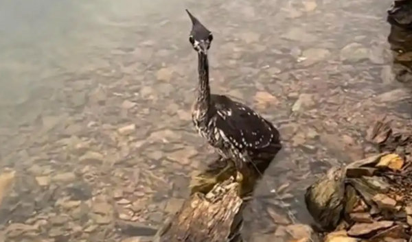 Lo&agrave;i chim b&iacute; ẩn nhất thế giới, chỉ c&ograve;n lại 1.000 c&aacute; thể- Ảnh 1.