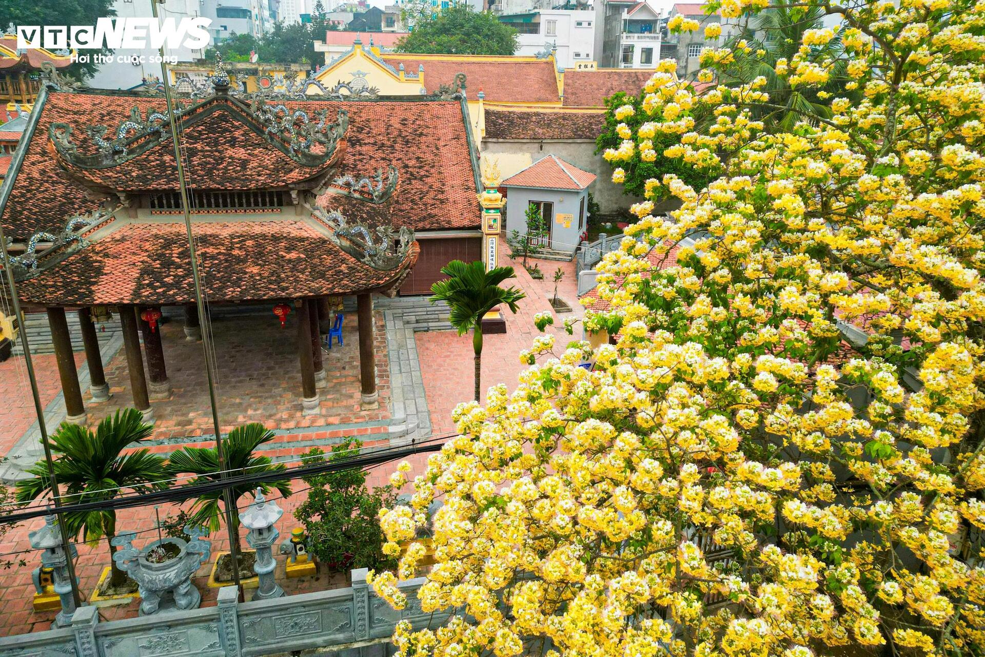 Hoa b&uacute;n bung nở, phủ v&agrave;ng g&oacute;c trời H&agrave; Nội- Ảnh 9.